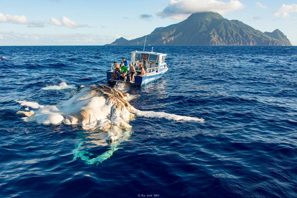 Dead humpback whale found off Saba shores