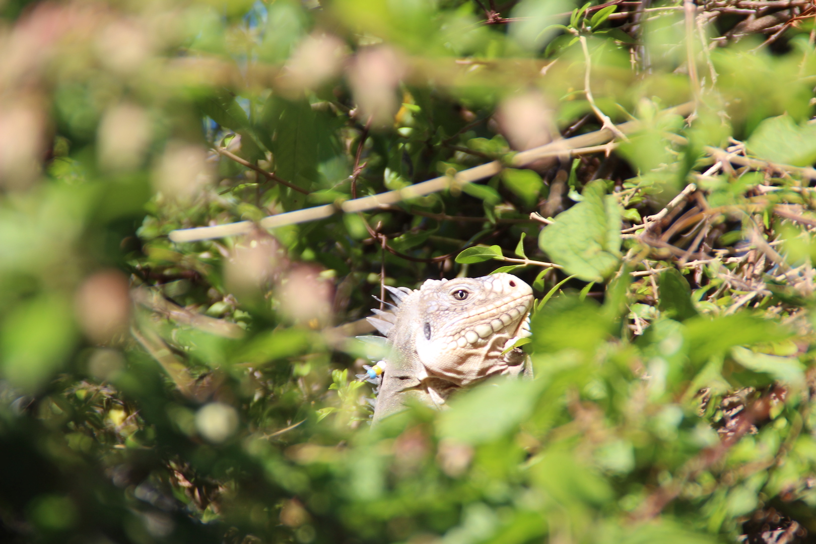 St. Eustatius starts manhunt for green iguana