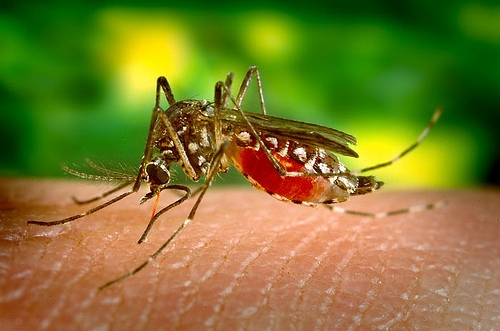 Saba considering alternatives to control mosquito-borne diseases