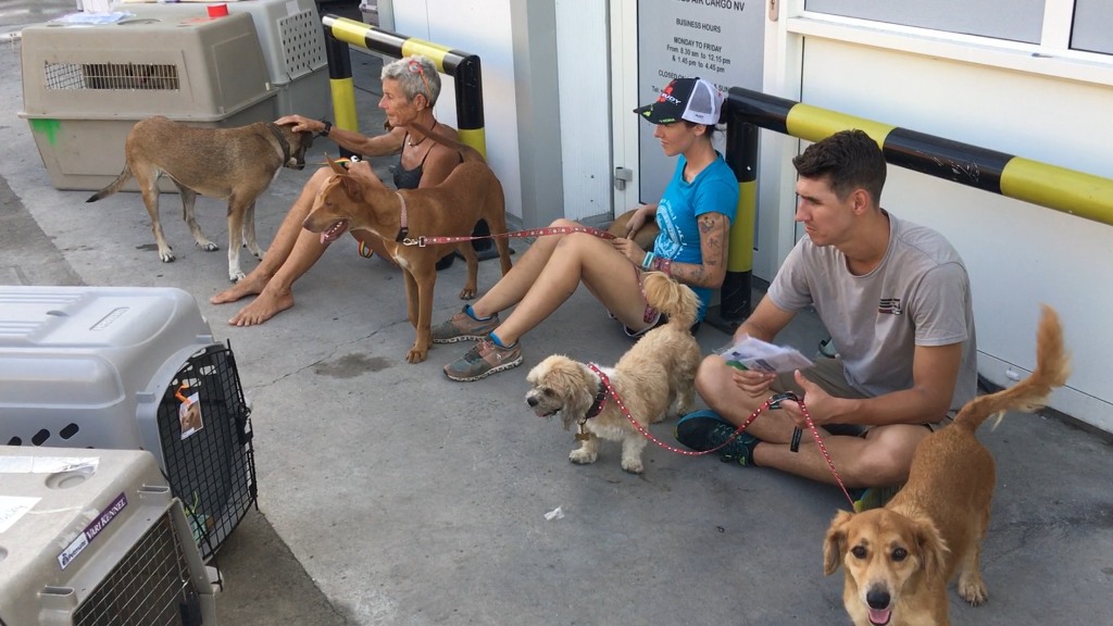 167 animals evacuated from Sint Maarten