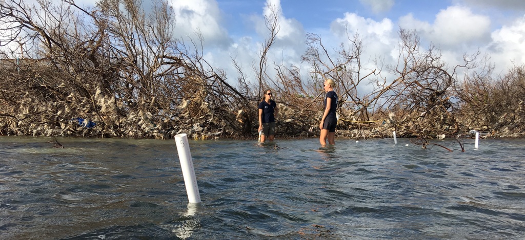 Reforestation program Sint Maarten after hurricane Irma