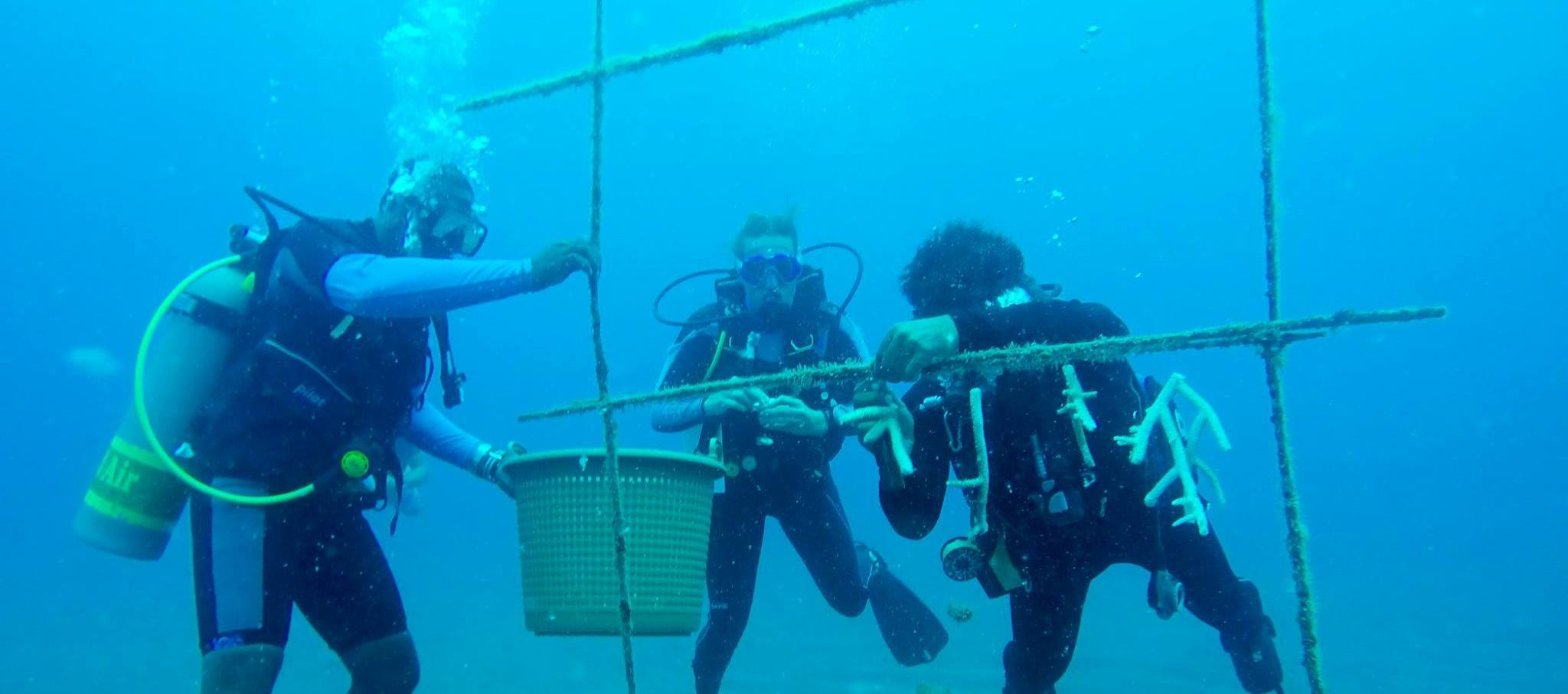 Restoring coral reefs Saba Bank continues post-Hurricane Irma