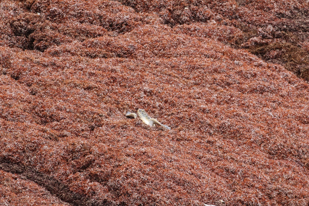 Mayday for Sea Turtles: Sargassum Crisis Hits Curaçao Hard
